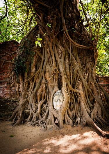 Embraced Buddha Head, Ayutthaya (119x84cm) thumb