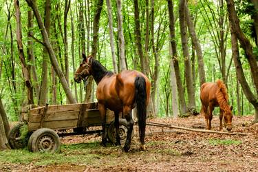 Transylvanian Horses (84x119cm) thumb