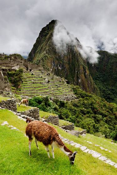 Grazing Llama at Machu Picchu. (203x136cm) thumb