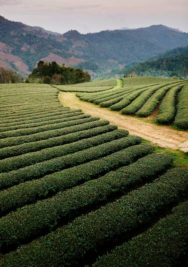 Mae Salong Tea Plantations, Thailand (119x84cm) thumb