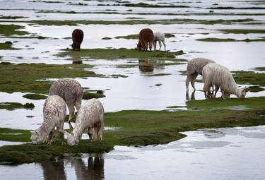 Grazing Llamas (84x119cm) thumb