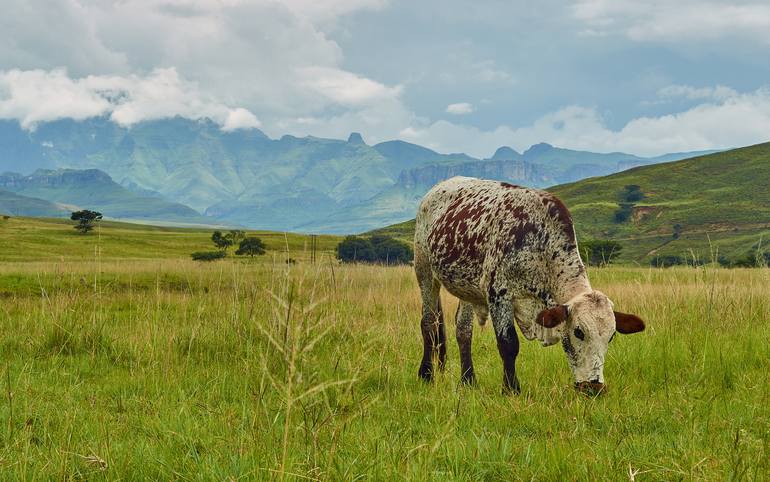 Nguni cattle in the Drakensberg Mountains Photography by Brett Blignaut ...