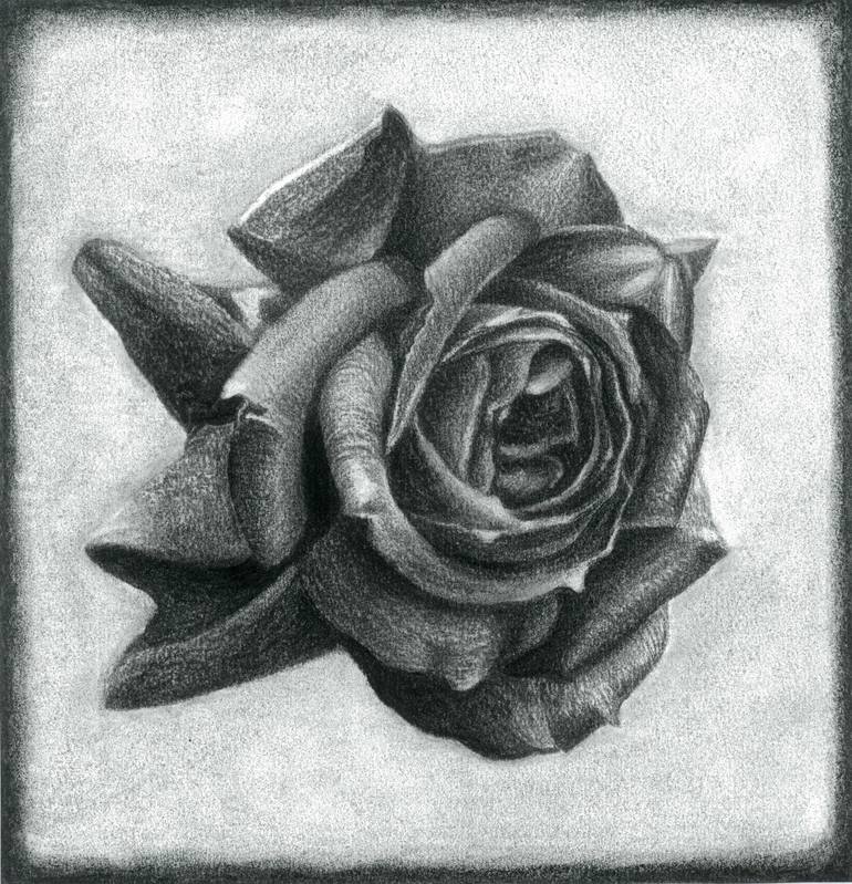 black rose sketch