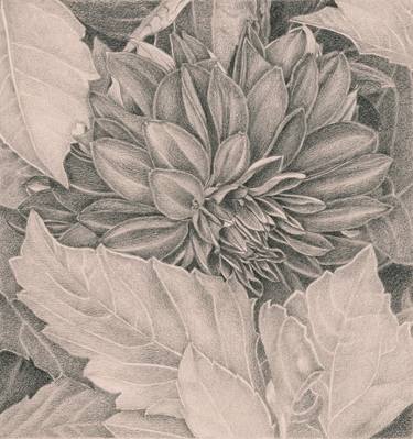 Print of Floral Drawings by Nives Palmic