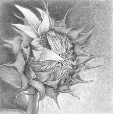Print of Realism Floral Drawings by Nives Palmic
