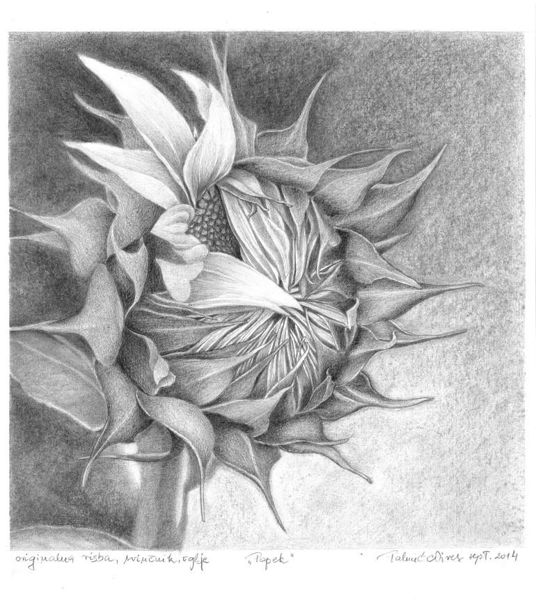 Original Realism Floral Drawing by Nives Palmic