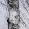 This drawing is from the series "URBAN BIRCHES", I am working on currently.
In this series I am trying to expose different nature qualities such as a delicacy and lyricism of a shape of the birch trunk and it's amazing texture as well as dizzy spaces wich occur through the different viewing angles. Through this nature qualities I am contemplating qualities on the other, more psychological level, as sensitivity, sensuousness, striving, sustained growth, persistence and uniqueness.