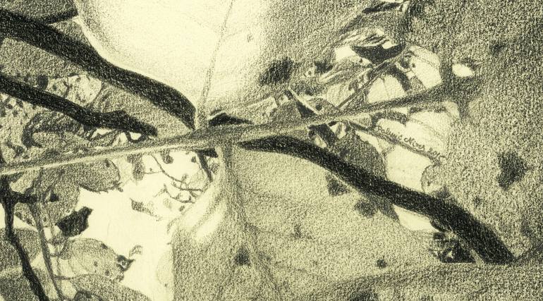 Original Nature Drawing by Nives Palmic