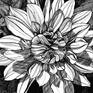 Fine detailed ink drawing of a dahlia flower with an emphasis on the light and shadow play.