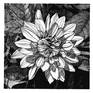 Fine detailed ink drawing of a dahlia flower with an emphasis on the light and shadow play.