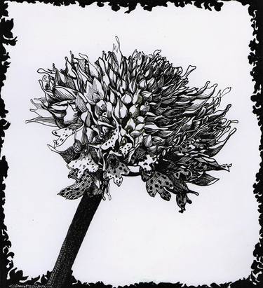 Original Floral Drawings by Nives Palmic