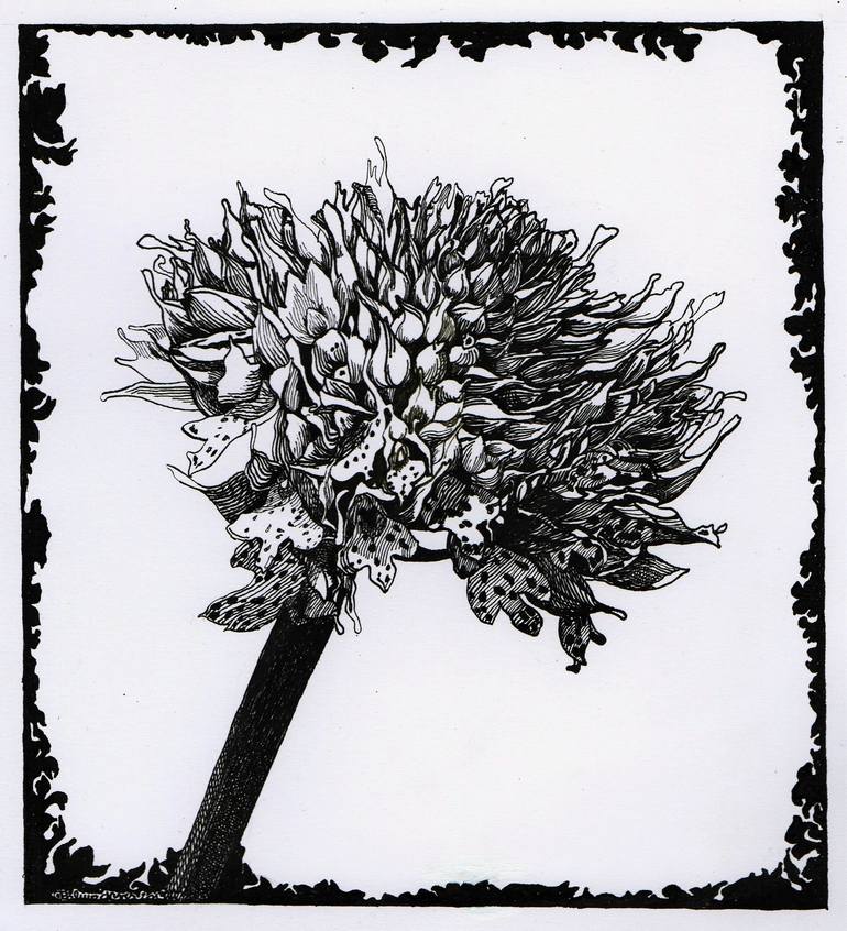 Original Realism Floral Drawing by Nives Palmic
