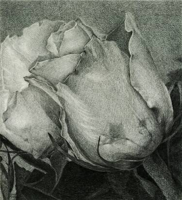 Print of Floral Drawings by Nives Palmic