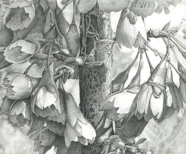 Original Floral Drawings by Nives Palmic