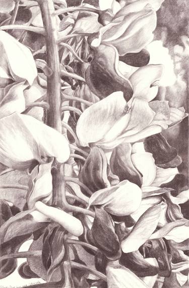 Print of Floral Drawings by Nives Palmic