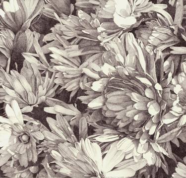 Original Floral Drawings by Nives Palmic