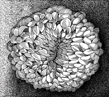 Print of Conceptual Floral Drawings by Nives Palmic