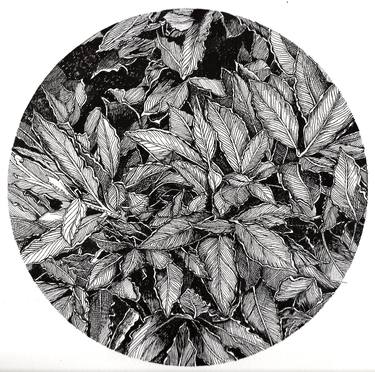 Original Nature Drawings by Nives Palmic