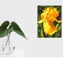 Watercolor painting of yellow iris, after my own photo from beautiful garden. Painted directly without sketching, it gives painting feeling of freshness and spontaneity.
Color of flower vary from bright yellow to gentle warm apricot.