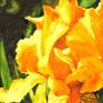 Watercolor painting of yellow iris, after my own photo from beautiful garden. Painted directly without sketching, it gives painting feeling of freshness and spontaneity.
Color of flower vary from bright yellow to gentle warm apricot.