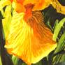 Watercolor painting of yellow iris, after my own photo from beautiful garden. Painted directly without sketching, it gives painting feeling of freshness and spontaneity.
Color of flower vary from bright yellow to gentle warm apricot.