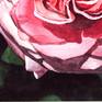 Splendid, gorgeous watercolor painting of a rose, created after my photo.