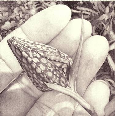 Original Nature Drawings by Nives Palmic