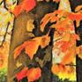 This is a pastel drawing created after my photo of beautiful autumn trees. The emphasis is on bright and warm autumn colors of leaves. It is drawn on watercolor paper, which is rough and gives drawing interesting texture.