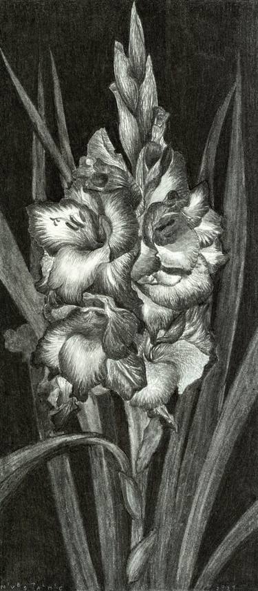 Print of Nature Drawings by Nives Palmic