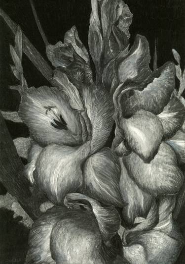 Print of Nature Drawings by Nives Palmic