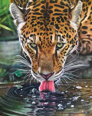 “Drinking Leopard” thumb