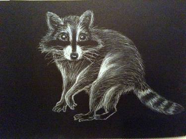 racoon in the dark thumb