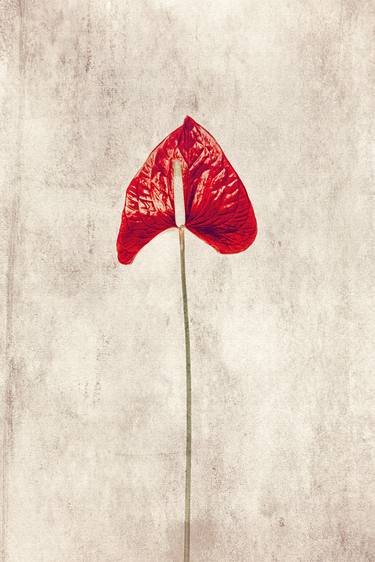 Original Floral Photography by David Crosby