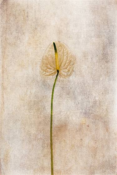 Original Fine Art Floral Photography by David Crosby