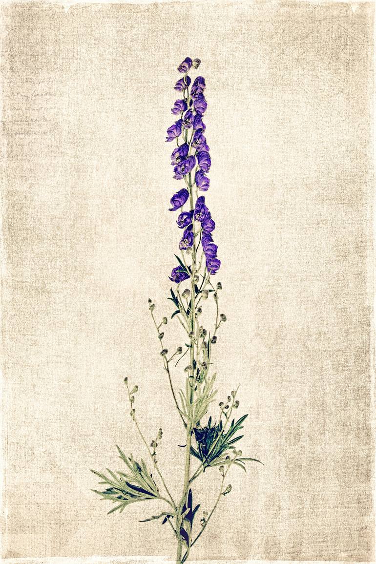 Aconitum Napellus II - Limited Edition Photography by David Crosby ...
