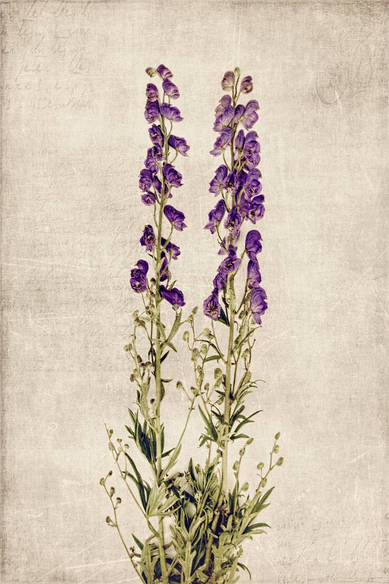 Aconitum Napellus I - Limited Edition Photography by David Crosby ...