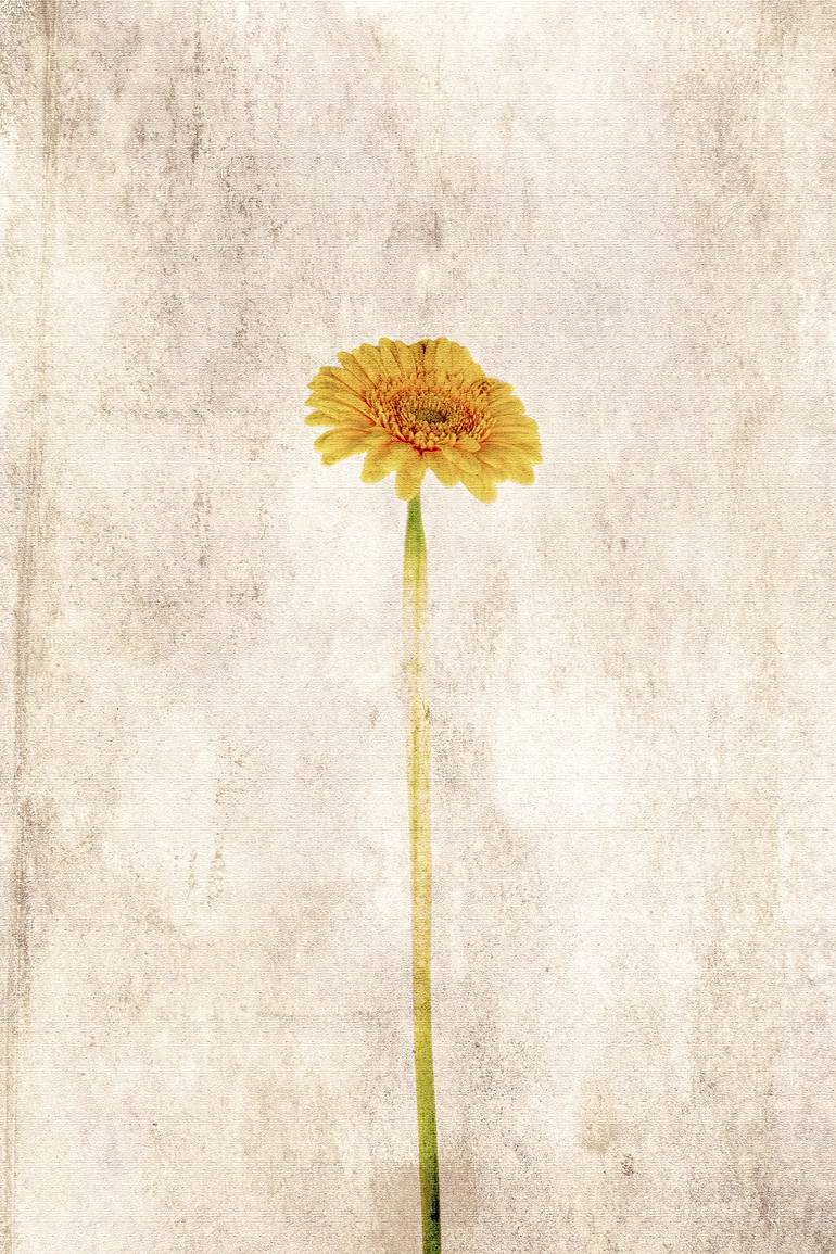 Print of Fine Art Floral Photography by David Crosby