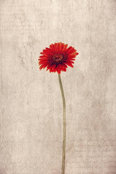 Gerbera Jamesonii I - Limited Edition thumb