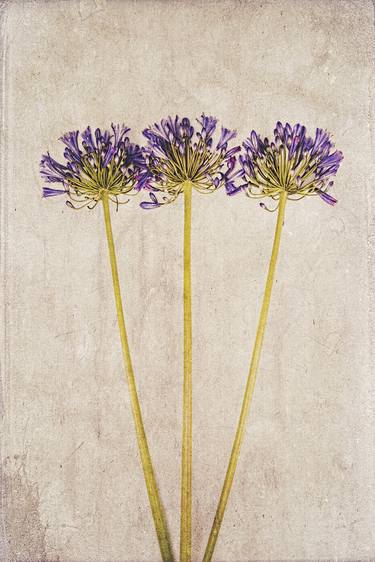 Print of Floral Photography by David Crosby