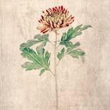 Collection Framed Prints