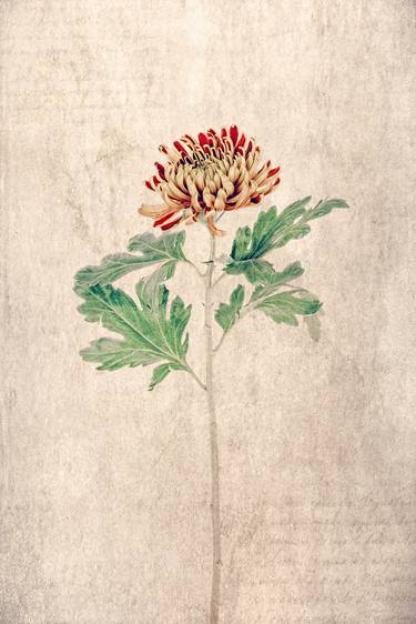 Chrysanthemum II - Limited Edition thumb