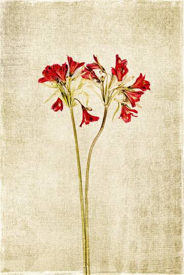 Print of Floral Photography by David Crosby