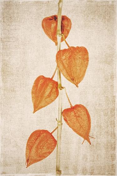 Physalis Peruviana II - Limited Edition thumb