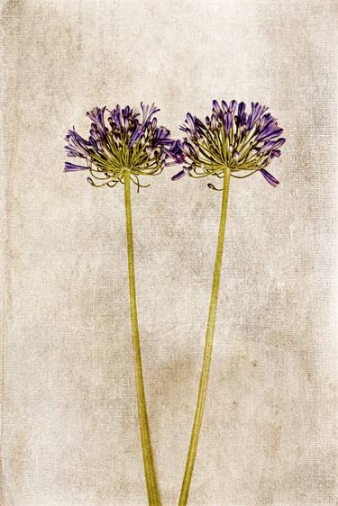 Original Floral Photography by David Crosby