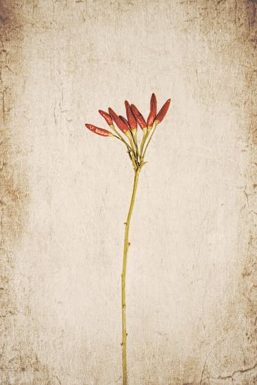 Print of Floral Photography by David Crosby