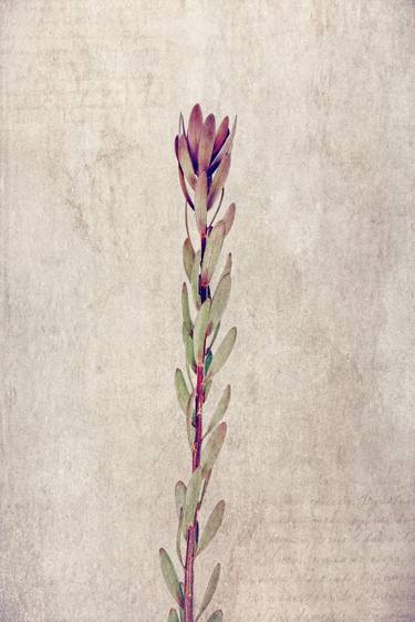 Original Fine Art Floral Photography by David Crosby