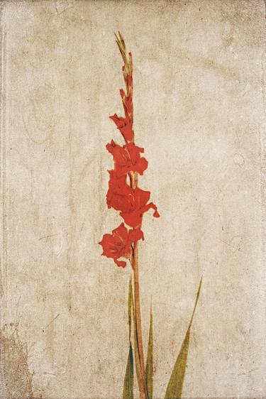 Original Floral Photography by David Crosby