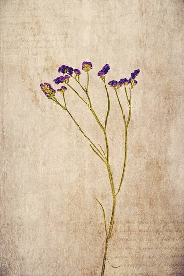 Print of Fine Art Floral Photography by David Crosby