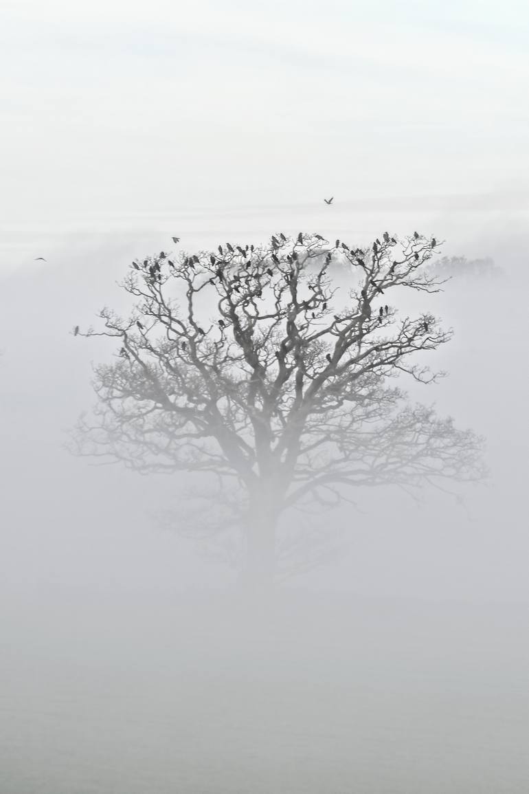 Devon Fog II - Limited Edition 2 of 50 Photography by David Crosby ...