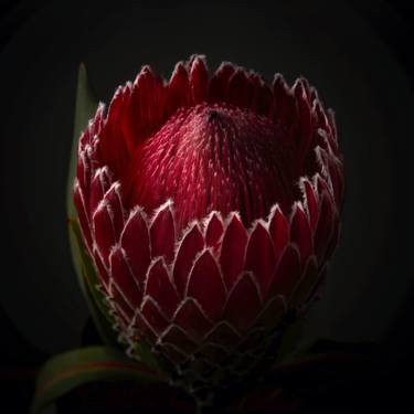 Red Protea Ready to Open thumb